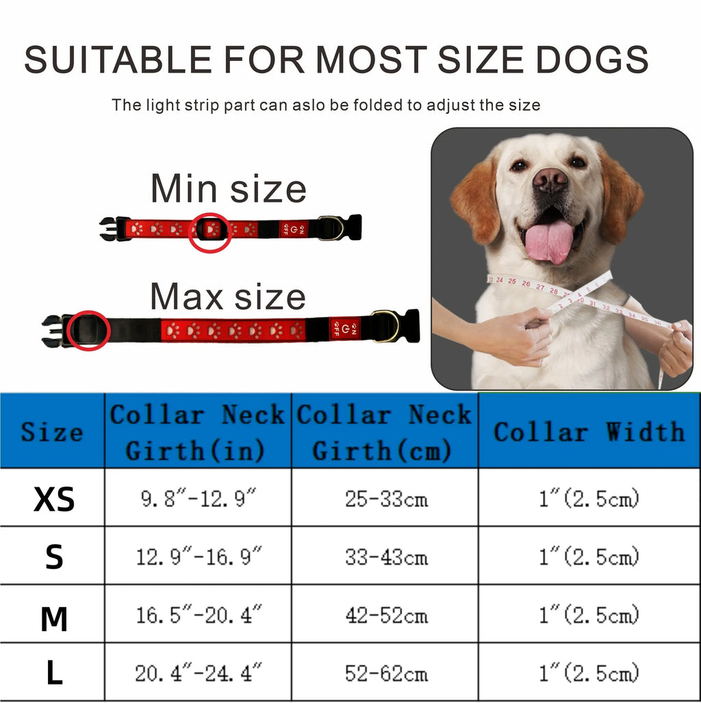 Dog wearing the light-up LED collar on a night walk