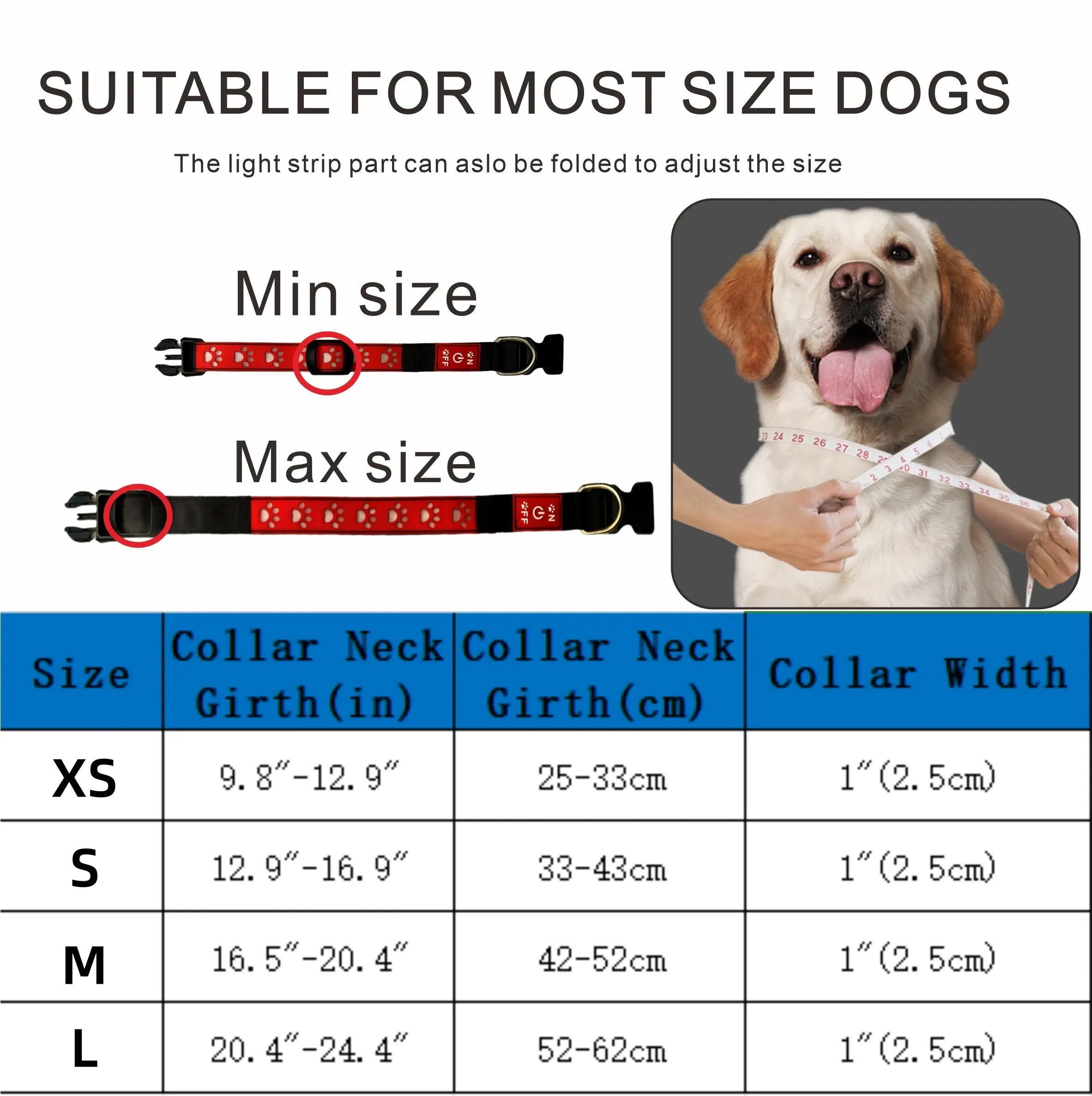 Dog wearing the light-up LED collar on a night walk