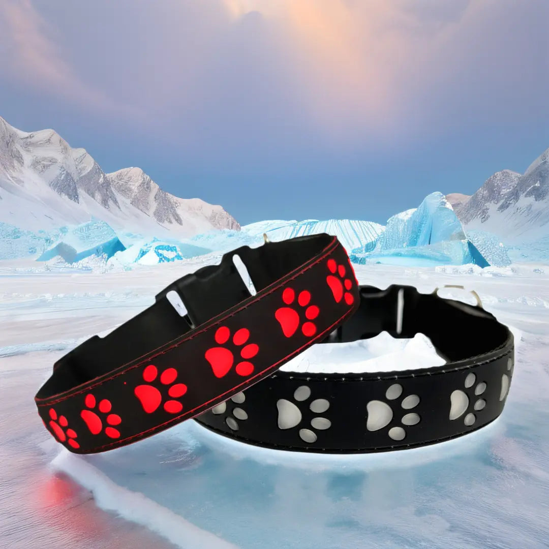 LED Illuminated Dog Collar with USB-C Rechargeable Multicolor Paw Print Design for Enhanced Night Safety and Style